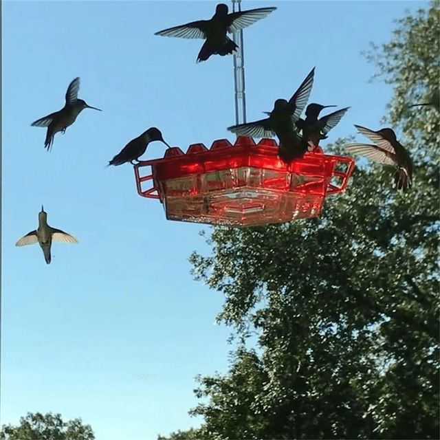 Caring for and Attracting Little Guests